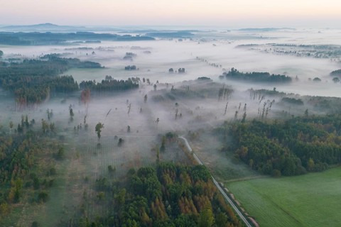 Forest near Bad Buchau Baden-Württemberg Fog