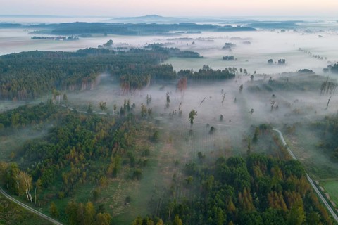 Forest near Bad Buchau Baden-Württemberg Fog