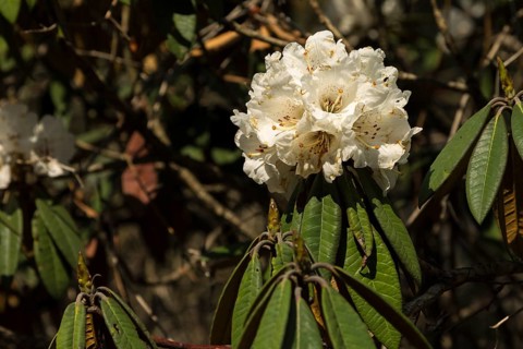 Rhododendron tree in full bloom. A white flower, small branches and some leaves. Natural forest of