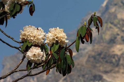 Rhododendron in full bloom. A white flower, small branches, some leaves and a mountain under the