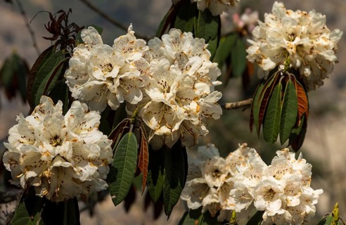Blossoming rhododendron tree of the Langtang Valley natural forest. White inflorescences small