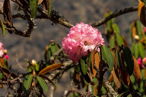Rhododendron tree in full bloom. A pink inflorescence, the flower cluster. Small branches and some