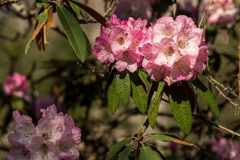 Rhododendron tree in full bloom. Pink inflorescences, the flower clusters. Small branches and some
