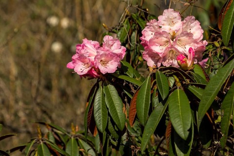 Rhododendron tree in full bloom. Pink inflorescences, the flower clusters. Small branches and some