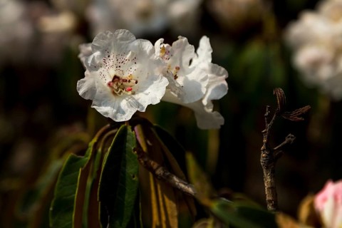 A single, white rhododendron flower. Rhododendron bloom is the national flower of Nepal.