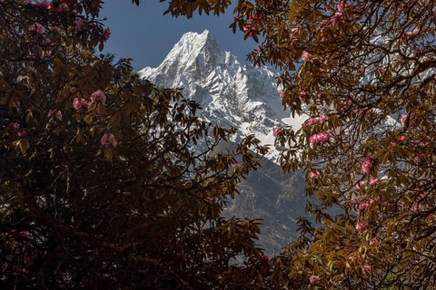 Phungi Himal (6538 m) and blooming rhododendron trees. Spring trekking season. Manaslu Circuit