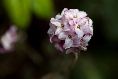 Inflorescence, the flower cluster, of Daphne bholua, the Nepalese paper plant. It is one of the