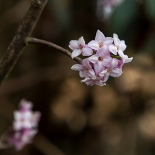 Inflorescence, the flower cluster, of Daphne bholua, the Nepalese paper plant. It is one of the