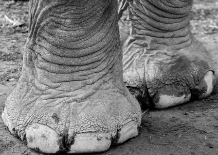 Elephant's feet. They belong to one of the domesticated, captive Asian elephants (Elephas maximus),