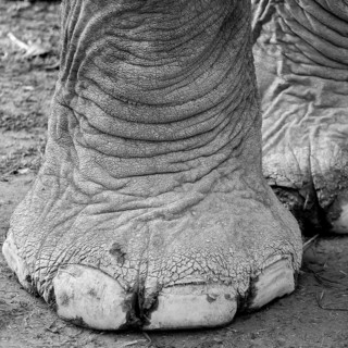 Elephant's foot. It belongs to one of the domesticated, captive Asian elephants (Elephas maximus),