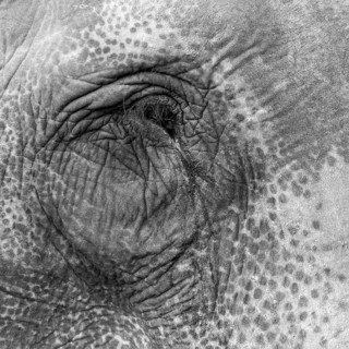 Eye of a captive Asian elephant (Elephas maximus), seen in Sauraha, at the edge of Chitwan National