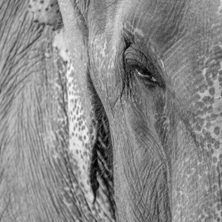 Eye of a captive Asian elephant (Elephas maximus), seen in Sauraha, at the edge of Chitwan National
