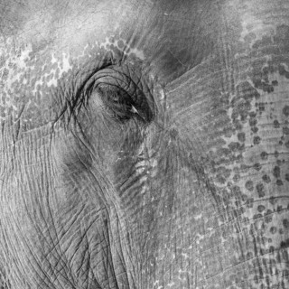 Eye of a captive Asian elephant (Elephas maximus), seen in Sauraha, at the edge of Chitwan National