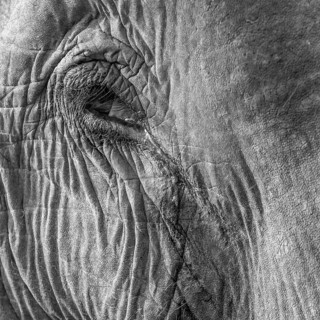 Eye of a captive Asian elephant (Elephas maximus), seen in Sauraha, at the edge of Chitwan National