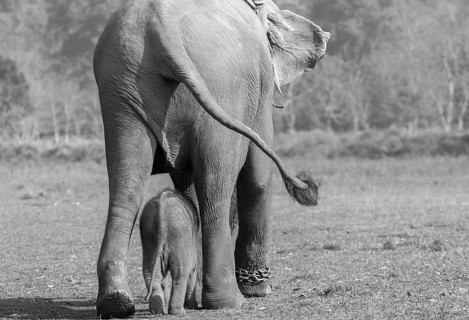 Captive Asian elephant (Elephas maximus) female going for a walk with her calf, seen near the