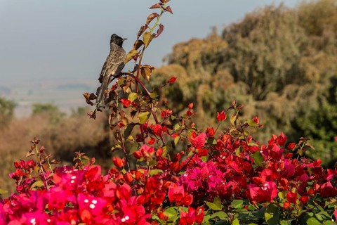 Red-vented Bulbul (Pycnonotus cafer) sitting on a Bougainvillea shrub. Buddhist Monuments at