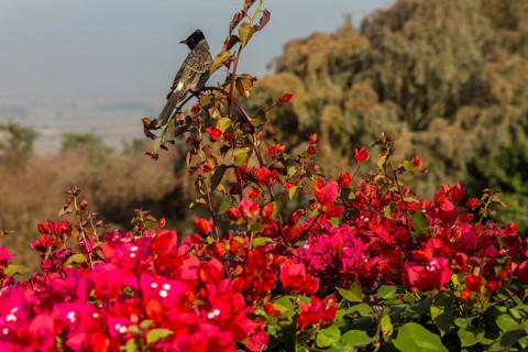 Red-vented Bulbul (Pycnonotus cafer) sitting on a Bougainvillea shrub. Buddhist Monuments at