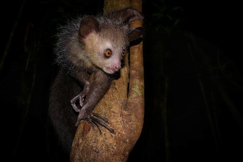 Aye-aye (Daubentonia madagascariensis) in the rainforests of East Madagascar, Madagascar, Africa