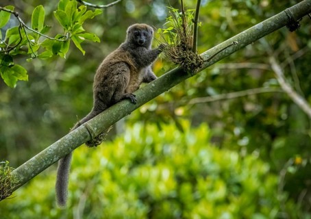 Grey bamboo lemur in the rainforests of Andasibe National Park in eastern Madagascar