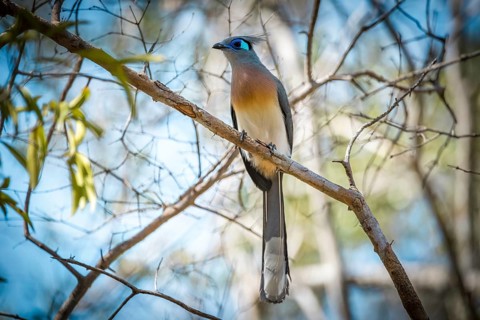 Silky-crested cuckoo in the dry forests of West Madagascar, Madagascar, Africa