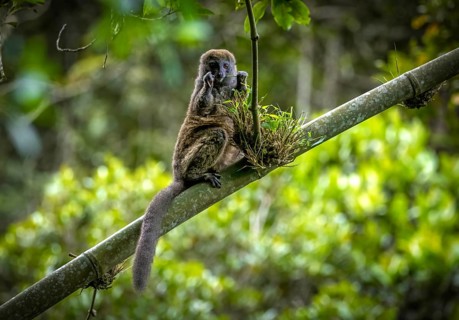 Grey bamboo lemur in the rainforests of Andasibe National Park in eastern Madagascar