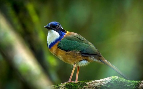 Pitta-Like Ground Roller in the rainforests of eastern Madagascar, Madagascar, Africa