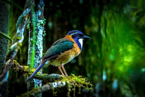 Pitta-Like Ground Roller in the rainforests of eastern Madagascar, Madagascar, Africa