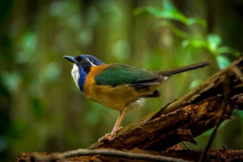 Pitta-Like Ground Roller in the rainforests of eastern Madagascar, Madagascar, Africa
