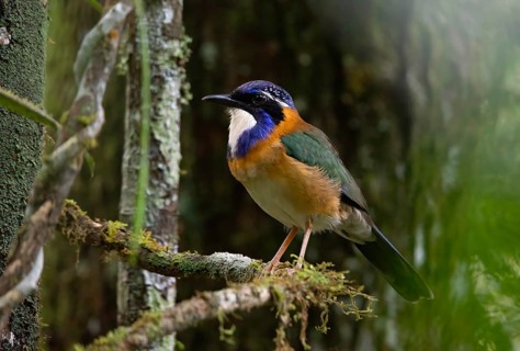 Pitta-Like Ground Roller in the rainforests of eastern Madagascar, Madagascar, Africa