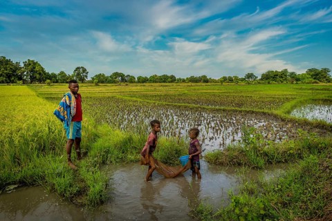 Family fishing in a rice field in western Madagascar
