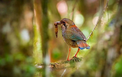 Scaly Ground Roller in the rainforests of eastern Madagascar, Madagascar, Africa