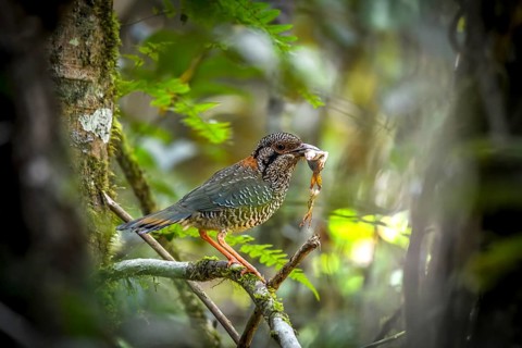 Scaly Ground Roller in the rainforests of eastern Madagascar, Madagascar, Africa