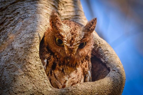 Long-eared owl in the dry forests of western Madagascar