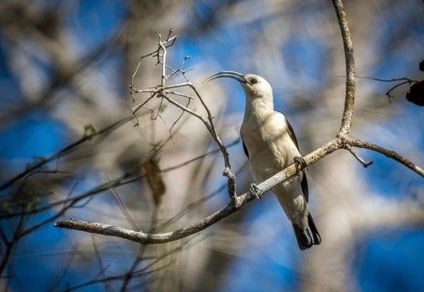 Sickle-billed vanga in the dry forests of West Madagascar, Madagascar, Africa