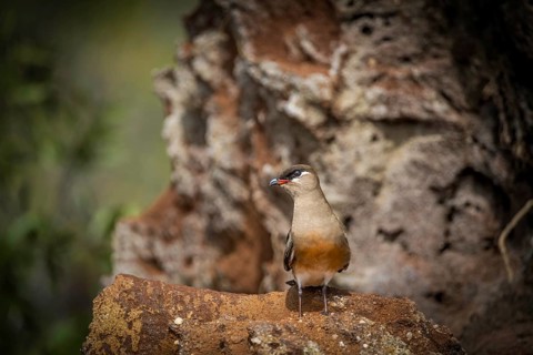 Pratincole at the Canal de Pangalanes on the east coast of Madagascar