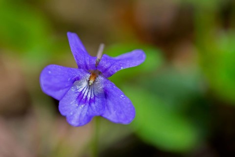 Early dog-violet, pale wood violet (Viola reichenbachiana, Viola sylvestris) in flower in spring