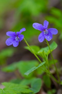 Early dog-violet, pale wood violets (Viola reichenbachiana, Viola sylvestris) in flower in spring