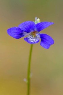Early dog-violet, pale wood violet (Viola reichenbachiana, Viola sylvestris) in flower in spring