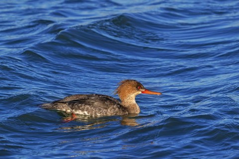 Red-breasted merganser (Mergus serrator, Merganser serrator) female swimming along the North Sea