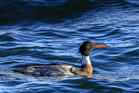 Red-breasted merganser (Mergus serrator, Merganser serrator) male swimming along the North Sea