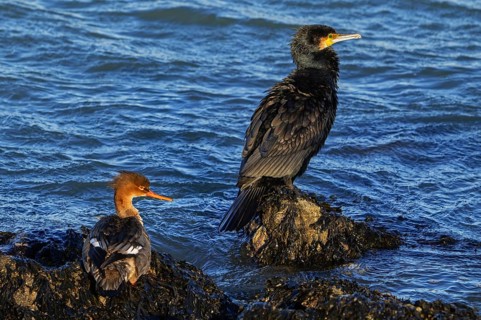 Red-breasted merganser (Mergus serrator) female and great cormorant (Phalacrocorax carbo) resting