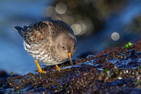 Purple sandpiper (Calidris maritima) in non-breeding plumage foraging on rocky shore covered in