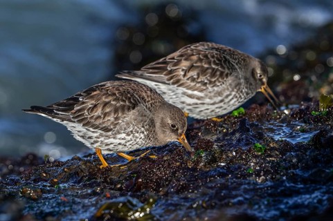 Two purple sandpipers (Calidris maritima) in non-breeding plumage foraging on rocky shore covered