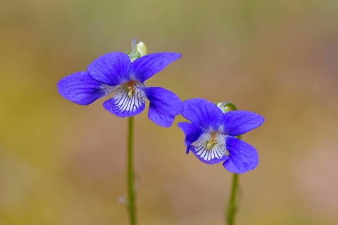 Early dog-violet, pale wood violets (Viola reichenbachiana, Viola sylvestris) in flower in spring