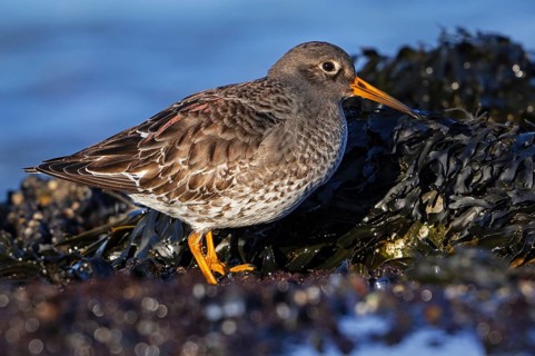 Purple sandpiper (Calidris maritima) in non-breeding plumage foraging on rocky shore covered in