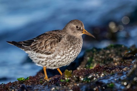 Purple sandpiper (Calidris maritima) in non-breeding plumage foraging on rocky shore covered in