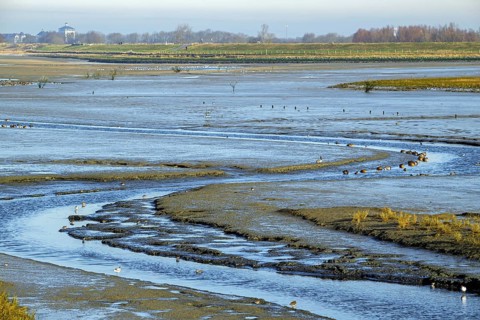 Waders, wading birds and mallards, wild ducks resting in intertidal salt marsh, saltmarsh at the