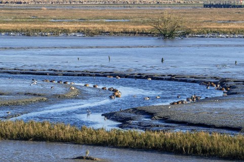 Waders, wading birds and mallards, wild ducks resting in intertidal salt marsh, saltmarsh at the