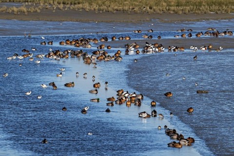 Waders, wading birds and mallards, wild ducks resting in intertidal salt marsh, saltmarsh at the