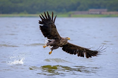 White-tailed eagle, Eurasian sea eagle (Haliaeetus albicilla) adult missed catching fish from